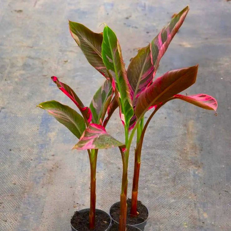 RARE - Musa Nono - Pink Variegated Banana Plant