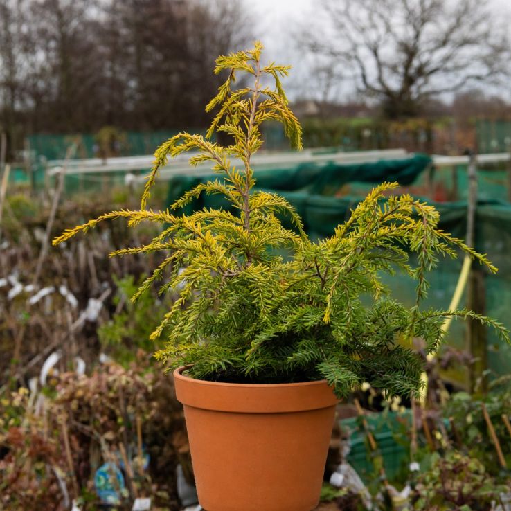 Tsuga canadensis 'Golden Splendor' main product photo