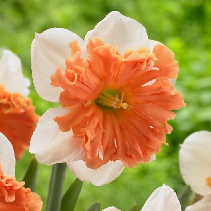 Narcissus Shrike Daffodil - Pack of 5 Bulbs main product photo