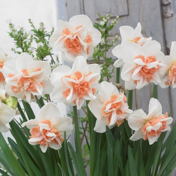 Narcissus - Daffodil Delnashough Double Ruffled Daffodils - Pack of 8 Bulbs main product photo