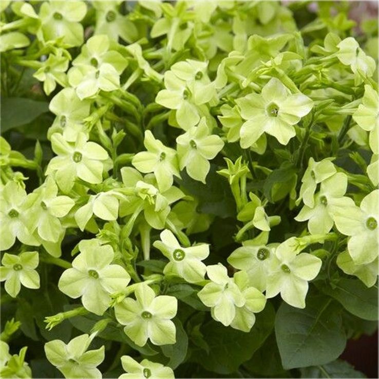 Large Nicotiana 'Lime Green' main product photo
