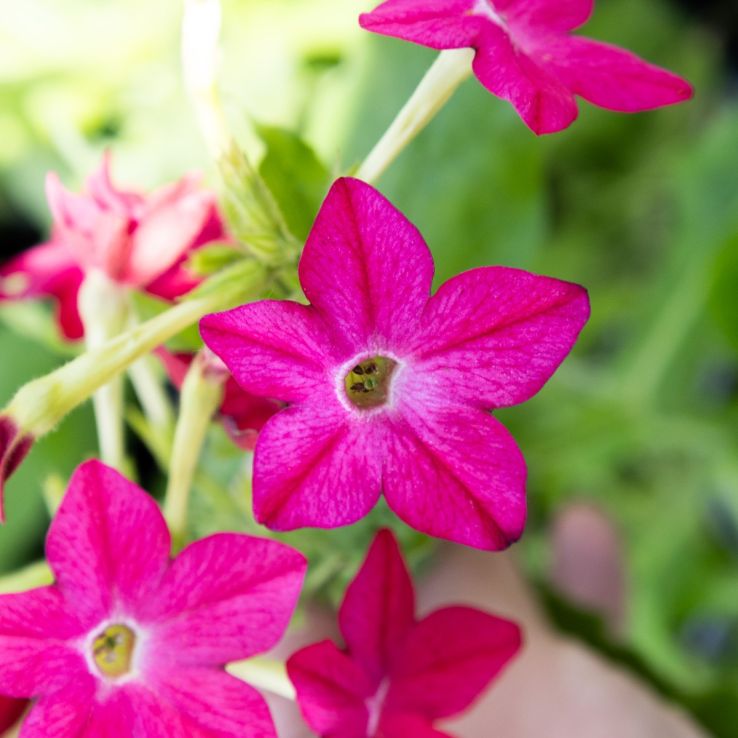 Nicotiana - Pink