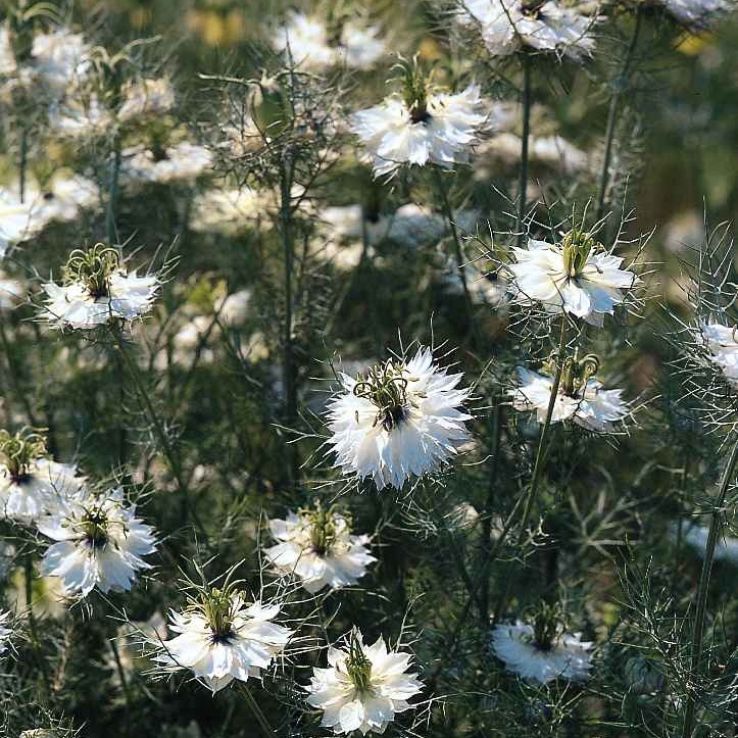 Nigella damascena Miss Jekyll White main product photo