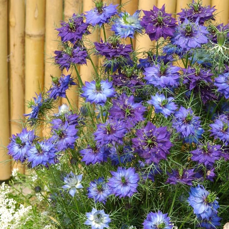 Nigella damascena Moody Blues main product photo