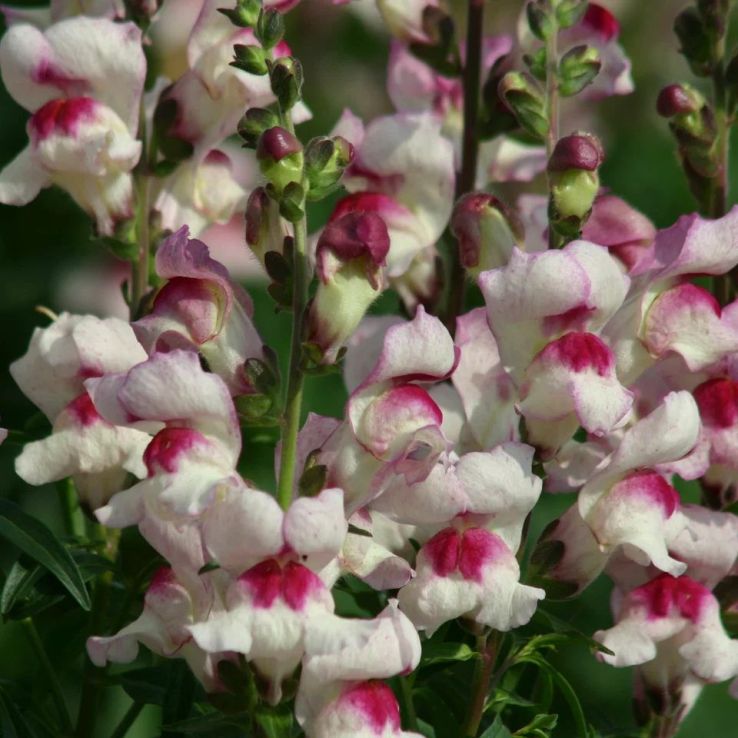 Snapdragon - Antirrhinum majus Lucky Lips main product photo