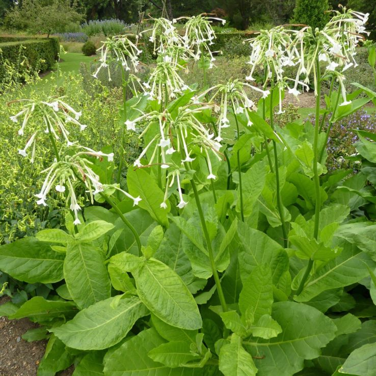 Nicotiana sylvestris - Flowering Tobacco main product photo