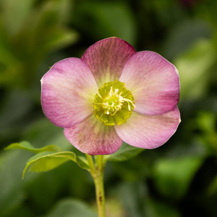 Helleborus x orientalis 'Hello Ruby' - Oriental Hellebore in Bud & Bloom main product photo