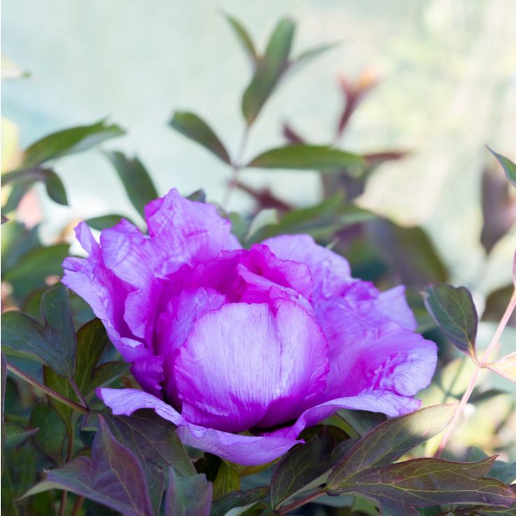 Paeonia Rockii - Flare Vintage - Peony - In Bud & Bloom