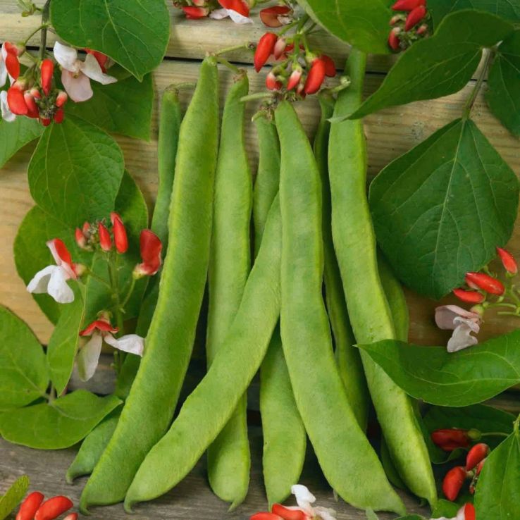 Runner Bean Painted Lady main product photo