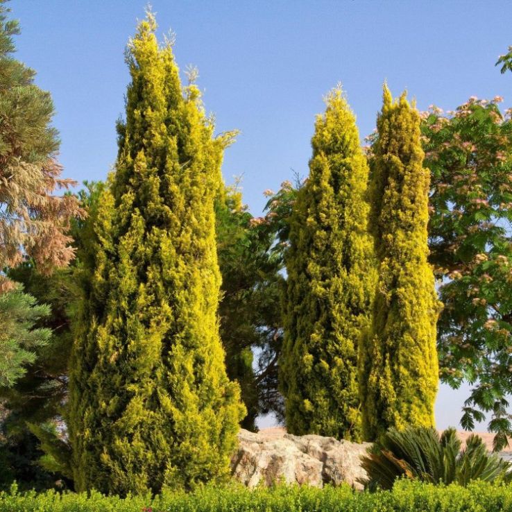 Lemon Scented Cypress LARGE circa 100-120cm tree main product photo