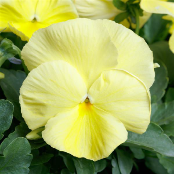 Pansy Primrose - in Bud and Bloom main product photo