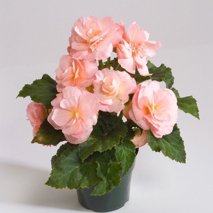 Begonia Fortune Peach Shades main product photo