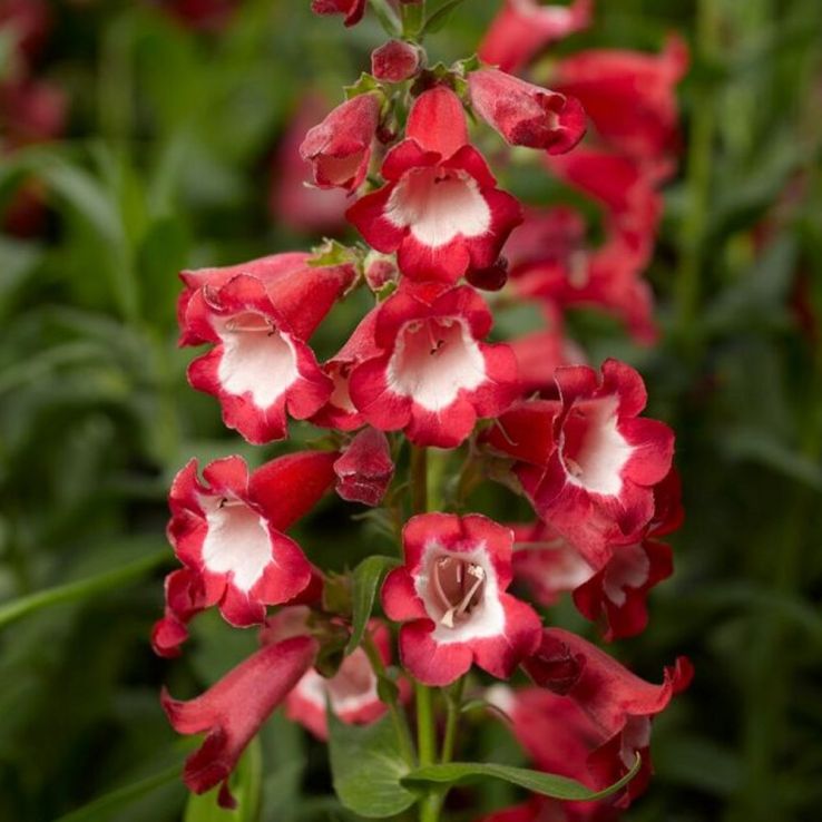 Penstemon 'Arabesque Red' main product photo