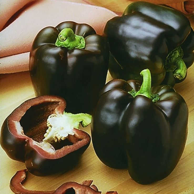 Sweet Pepper 'Sweetonia Chocolate' main product photo