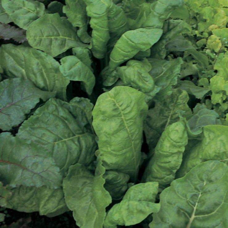 Beet Plant - Leaf Perpetual Spinach main product photo