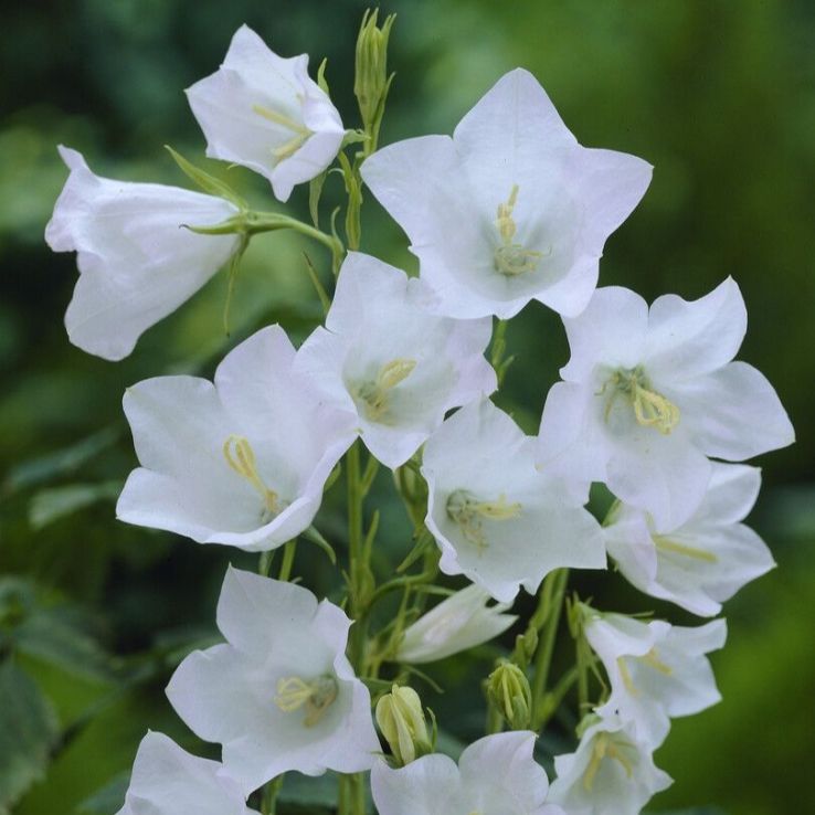 Campanula persicifolia Alba main product photo