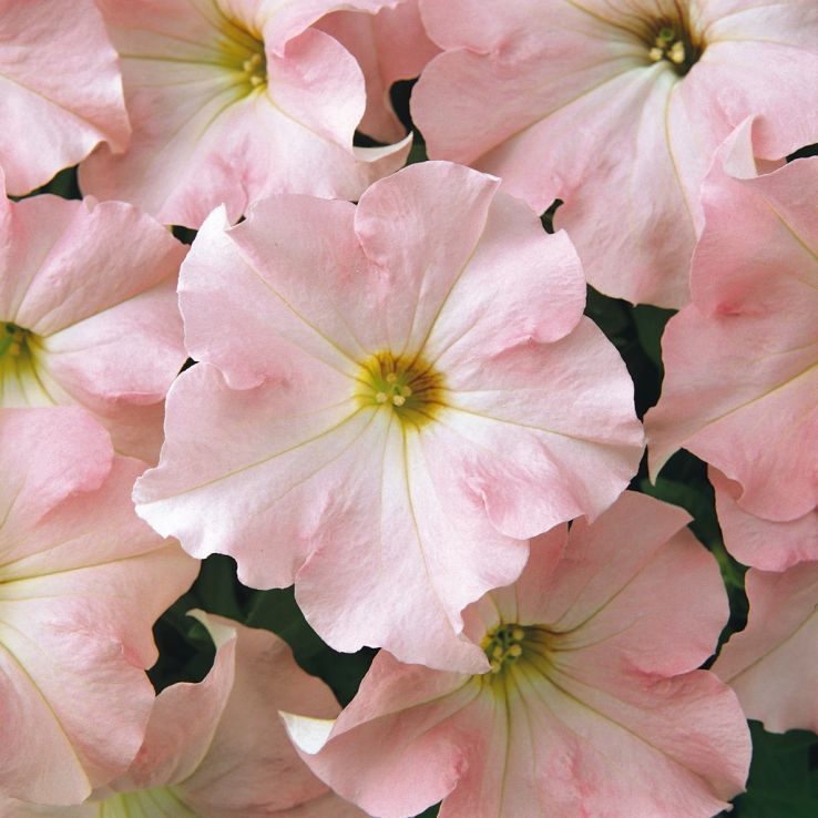Petunia Hybrida Dreams Appleblossom main product photo