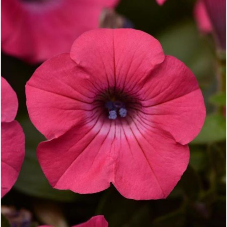 Petunia Hybrida Tidal Wave Hot Pink main product photo