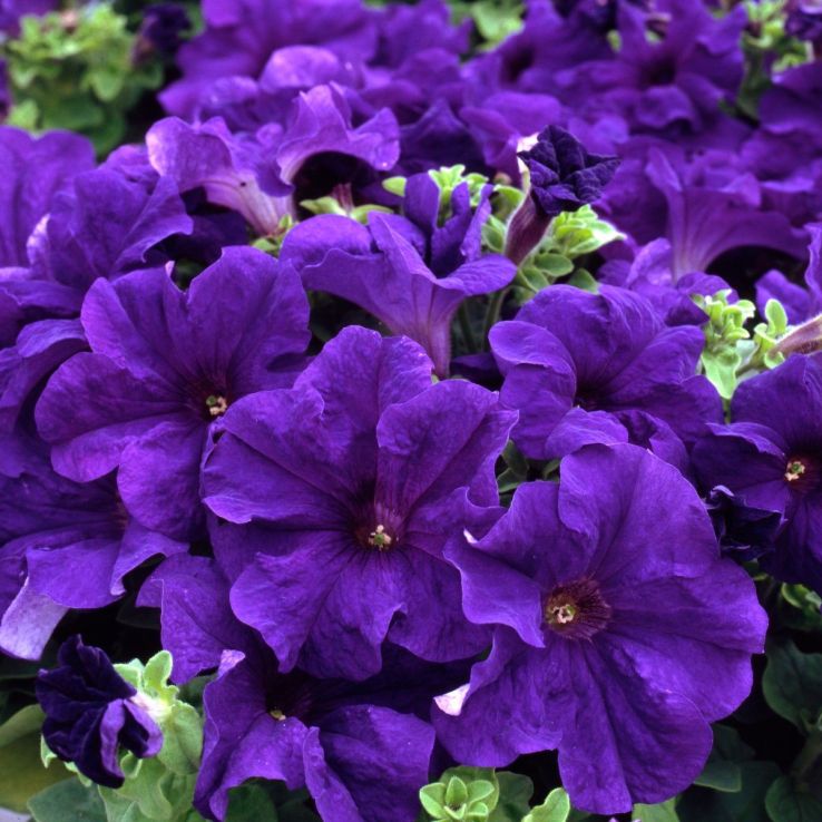 Petunia Trailing Blue - Pack of SIX Potted Plants main product photo