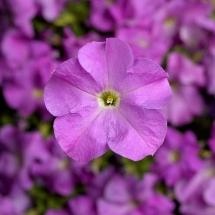 Petunia Grandflora Tritunia Lavender main product photo