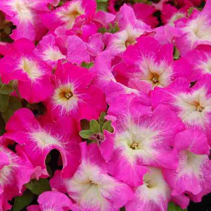 Petunia Grandflora Limbo Rose Morn main product photo