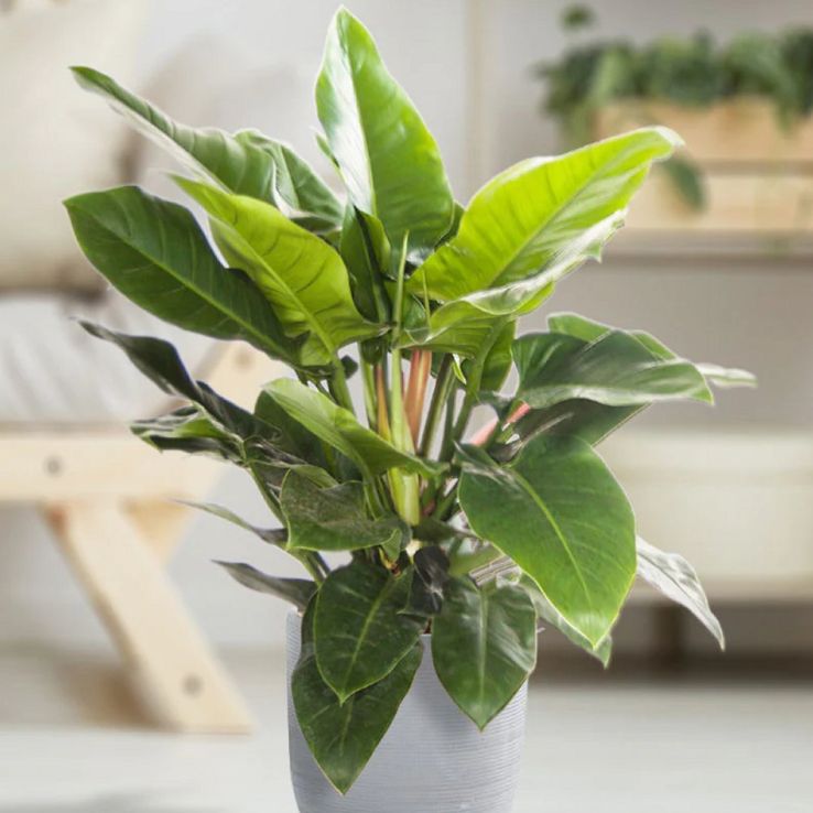 Philodendron 'Imperial green' - 50cm tall