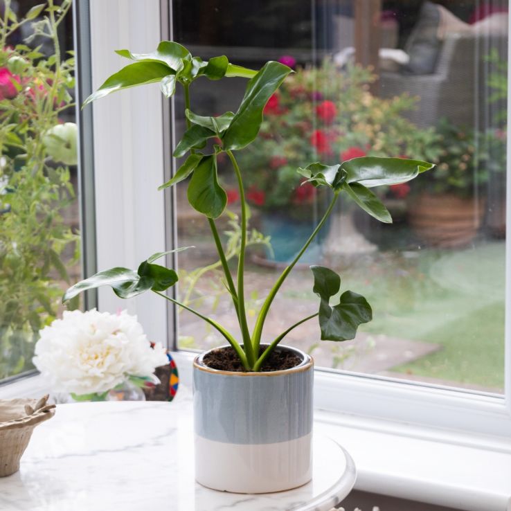 Philodendron Fun Bun - 30-40cm main product photo
