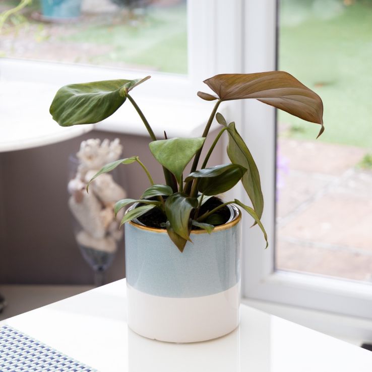 Philodendron Summer Glory - 20-30cm main product photo