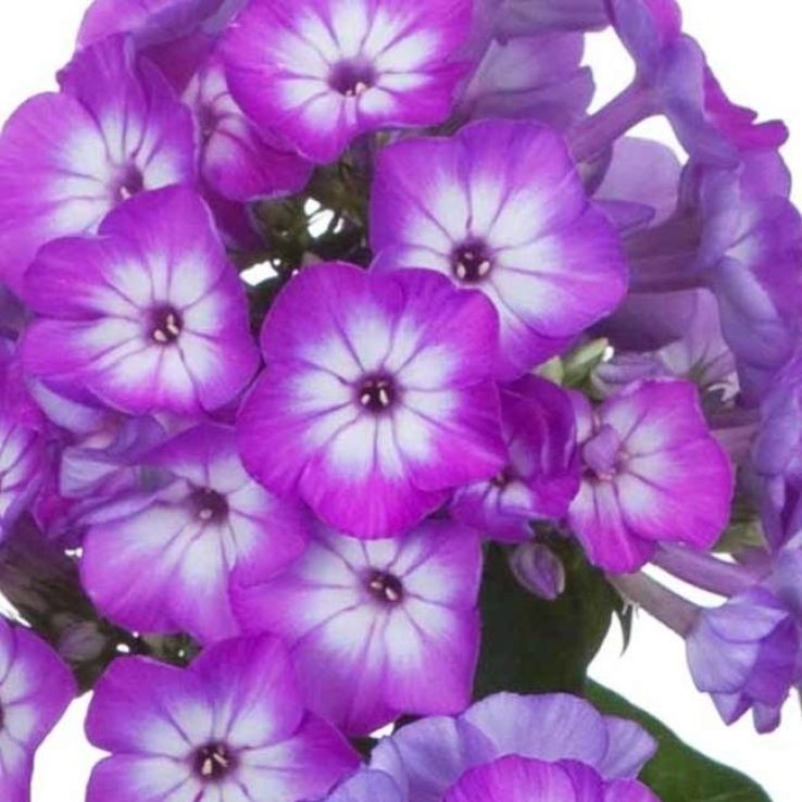 Phlox paniculata Purple Eye Flame main product photo
