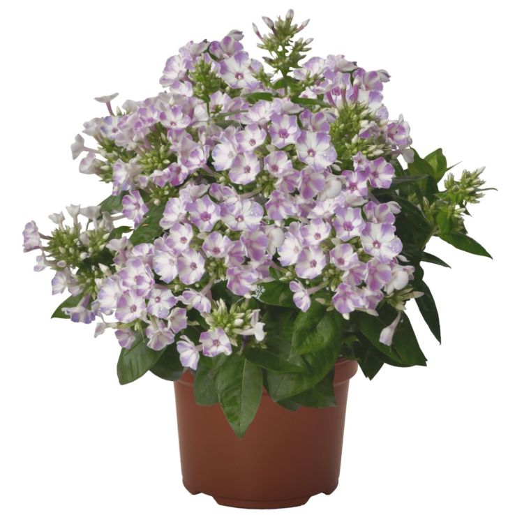 Phlox paniculata 'Lilac Star' main product photo
