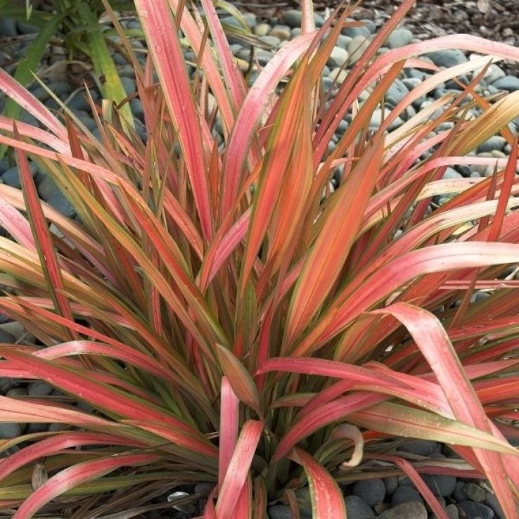 Phormium Jester main product photo