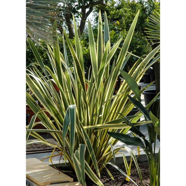 Phormium tenax variegata - New Zealand Flax - EXTRA LARGE SPECIMEN -  150-200cm tall
