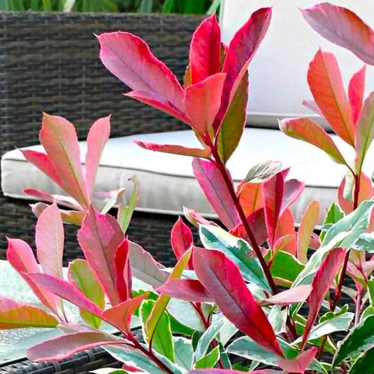 Photinia cassini Pink Marble - Hardy, Evergreen Variegated Red Robin Shrub  - LARGE SPECIMEN - circa-150cm