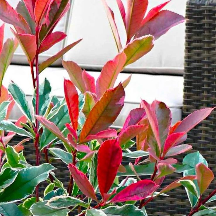 philodendron florida pflege Philodendron Florida Ghost  Foliage Dreams