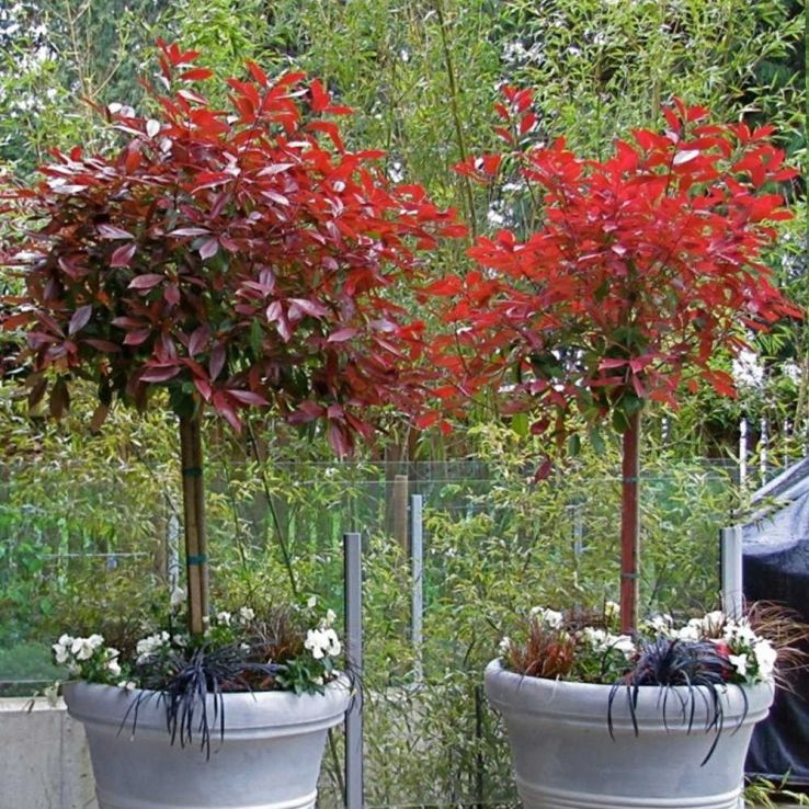 Photinia fraseri robusta 'Red Robin' - Compact Standard Tree - circa  130-160cm