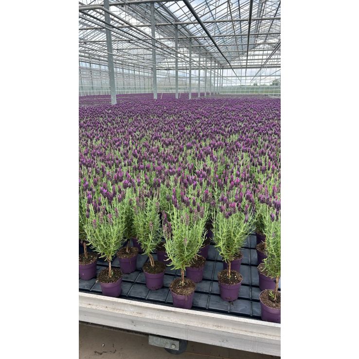 PAIR of Beautiful French Lavender Trees - Butterfly Lavender