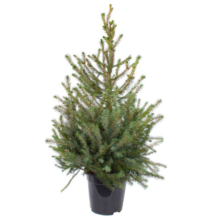Silver Spruce Christmas Tree - circa 160-190cm - Real Christmas Tree Picea Omorika main product photo