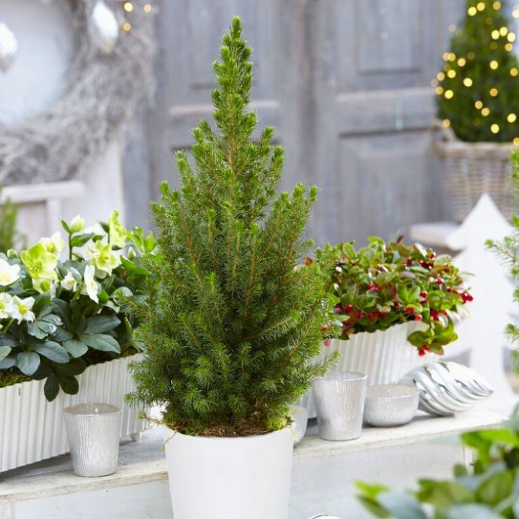 Contemporary Christmas Tree circa 40cm tall main product photo