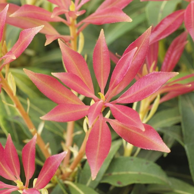 Pieris Forest Flame - Lily of the Valley Shrub - Extra Large Specimen main product photo
