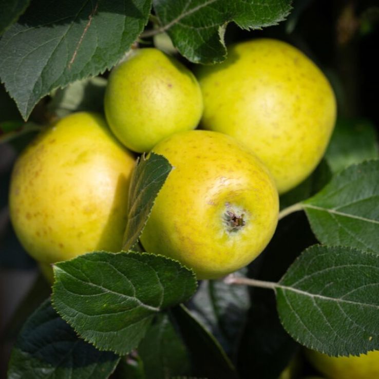 Apple Tree - Pitmaston Pineapple (MM106) main product photo