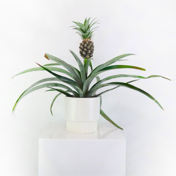 snake plant laurentii Sansevieria Laurentii Snake Plant – Easy Care, Low Light to Bright Light main image 0