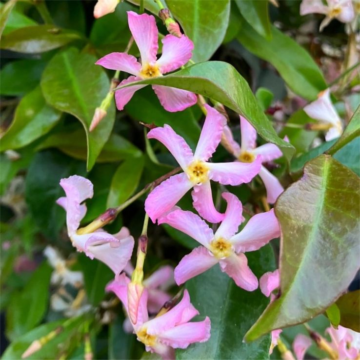 Fragrant Trachelospermum asiaticum Pink Showers - Pinky Wings Star Jasmine Plants - circa 150-180cms main product photo