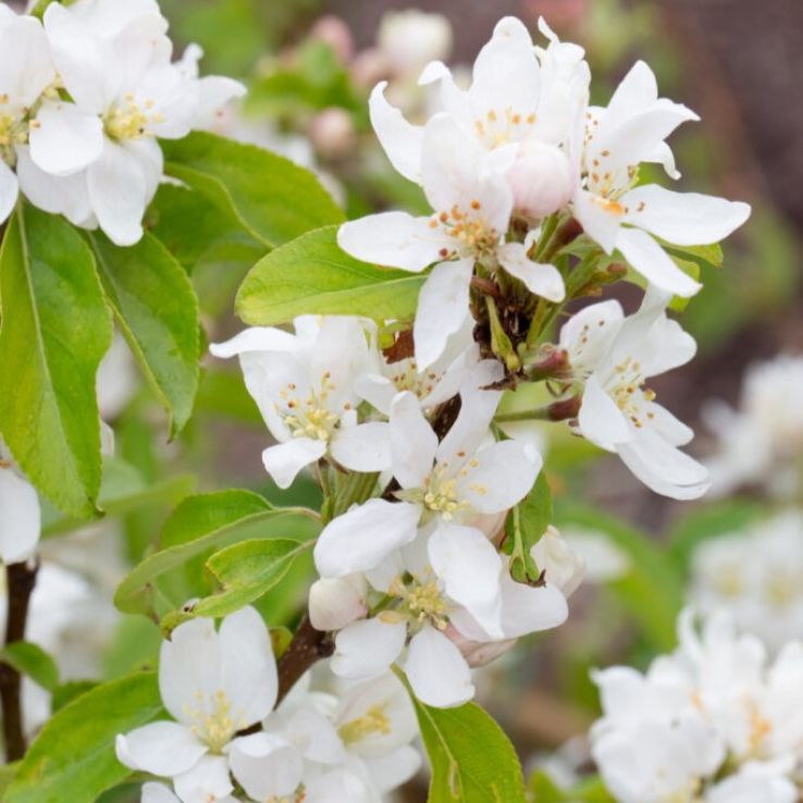 Crabapple Tree - Malus Pink Glow - Circa 5ft main product photo