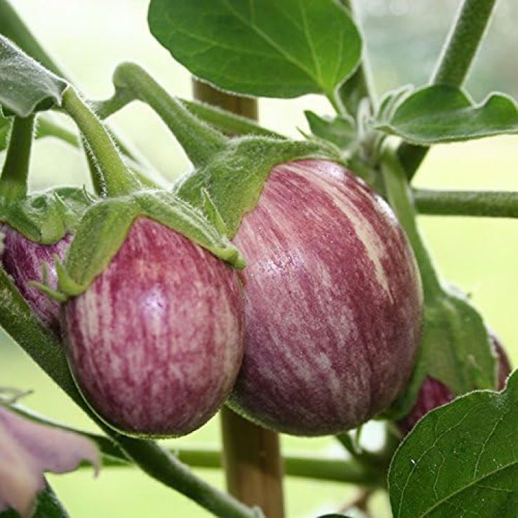 Aubergine Plant 'Pinstripe' main product photo