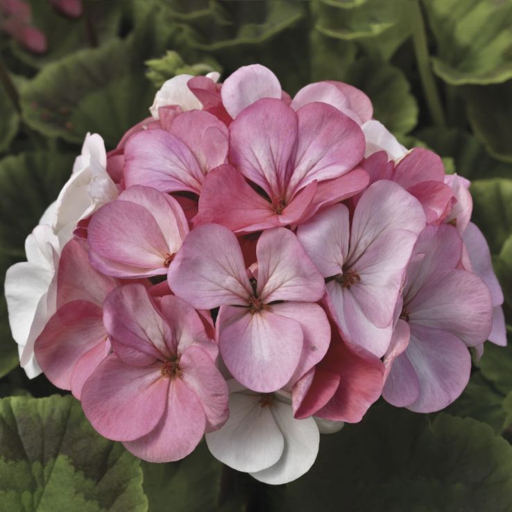 Geranium Pinto Premium White to Rose - Pelargonium main product photo