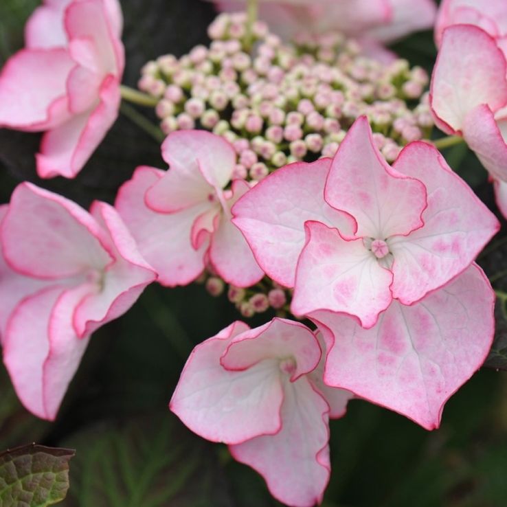 Hydrangea macrophylla 'Sheila' main product photo