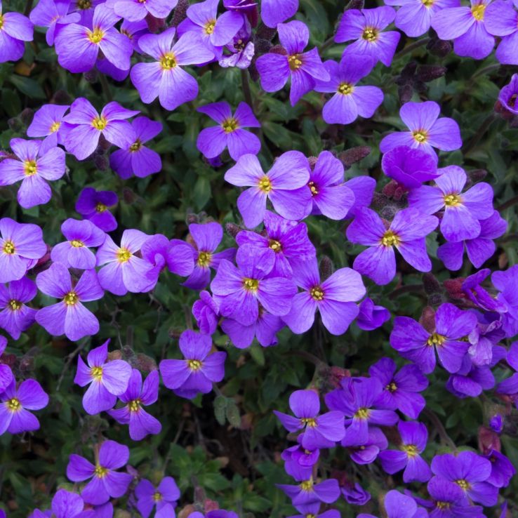 Aubretia Audrey Blue Shades main product photo