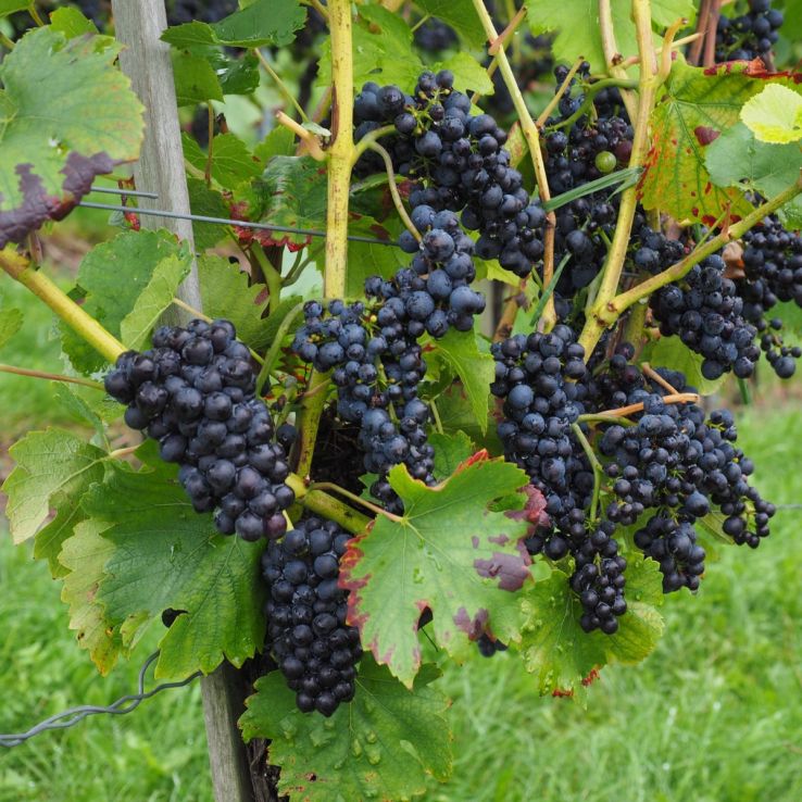 Noir Grape Vine - Vitis vinifera - Black Grape main product photo