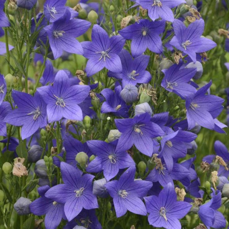Platycodon 'Miss Tilly Blue' - Balloon Flower - In Bud & Bloom main product photo