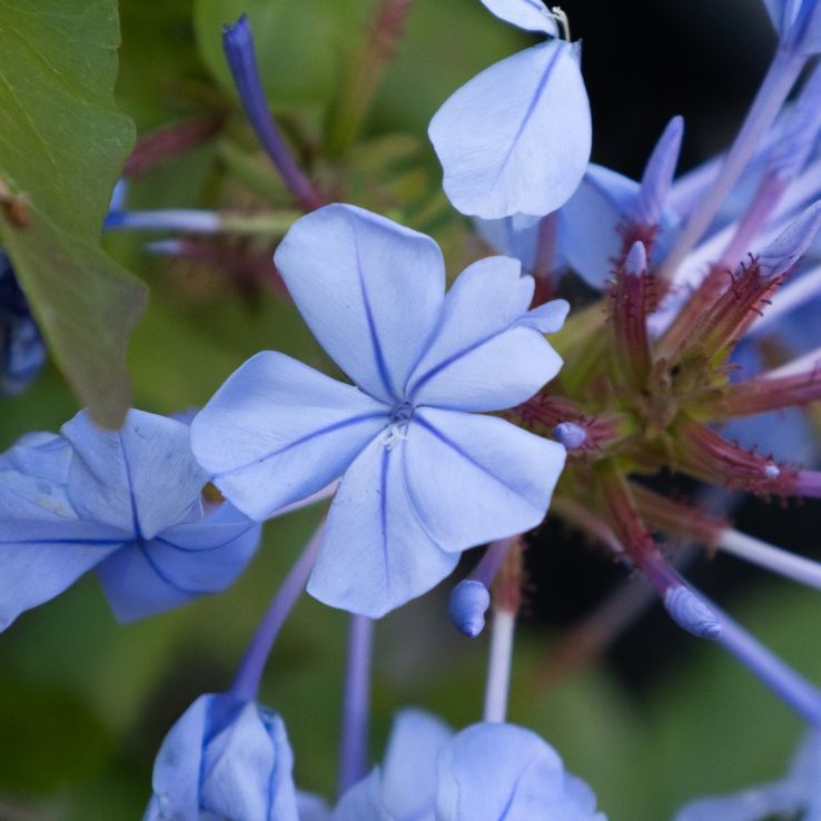 Plumbago auriculata Azur main product photo